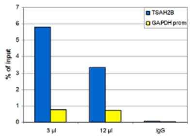 Chromatin Immunoprecipitation: Histone H4 [Methyl Lys20] Antibody (C.15200147) [NBP2-59236] - ChIP assays were performed using human HeLa cells, the monclonal antibody against H4K20me1 and optimized PCR primer sets for qPCR. ChIP was performed  using sheared chromatin from 10,000 cells. Two different quantities of antibody (3 and 12 uL per ChIP experiment) were analysed. IgG (1 ug/IP) was used as negative IP control. QPCR was performed with primers for the GAPDH promoter and for the inactive gene TSH2B. Figure shows the recovery, expressed as a % of input (the relative amount of immunoprecipitated DNA compared to input DNA after qPCR analysis).
