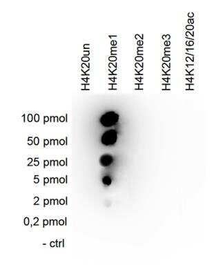 Dot Blot: Histone H4 [Methyl Lys20] Antibody (C.15200147) [NBP2-59236] - To check the specificity of the monoclonal antibody against H4K20me1, a Dot Blot was performed with with peptides containing different modifications or unmodified sequences of histone H4. One hundred to 0.2 pmol of peptide containing the respective histone modification were spotted on a membrane. The antibody was used at a dilution of 1:10,000. Figure shows a high specificity of the antibody for the modification of interest.