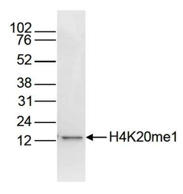 Western Blot: Histone H4 [Methyl Lys20] Antibody (C.15200147) [NBP2-59236] - Histone extracts of HeLa cells (15 ug) were analysed by Western blot using the monoclonal antibody against H4K20me1 diluted 1:1,000 in TBS-Tween containing 5% skimmed milk. The position of the protein of interest is indicated on the right; the marker (kDa) is shown on the left.