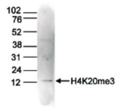 Western Blot: Histone H4 [Trimethyl Lys20] Antibody (C.15100148) [NBP2-59235] - Histone extracts of HeLa cells (15 ug) were analyzed by Western blot with antibody at 1:50 in TBS-Tween containing 5% skim milk. The position of the protein of interest is indicated on the right; the marker (in kDa) is shown on the left.