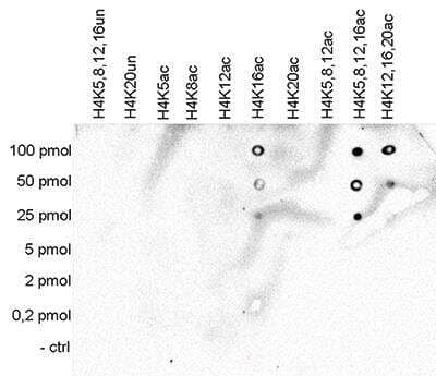 Dot Blot: Histone H4 [ac Lys16] Antibody (C.15200219) [NBP2-59242] - To test the cross reactivity of the antibody against H4K16ac, analysis was performed with peptides containing other acetylations and unmodified sequences of histone H4. One hundred to 0.2 pmol of the respective peptides were spotted on a membrane. The antibody was used at a dilution of 1:10,000. Figure shows a high specificity of the antibody for the modification of interest.