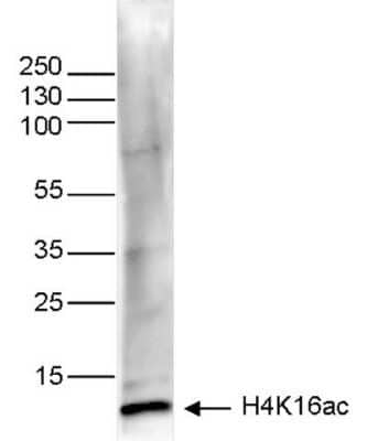 Western Blot: Histone H4 [ac Lys16] Antibody (C.15200219) [NBP2-59242] - Histone extracts (15 ug) from HeLa cells were analysed using the antibody against H4K16ac diluted 1:500 in TBS-Tween containing 5% skimmed milk. The position of the protein of interest is indicated on the right; the marker (kDa) is shown on the left.