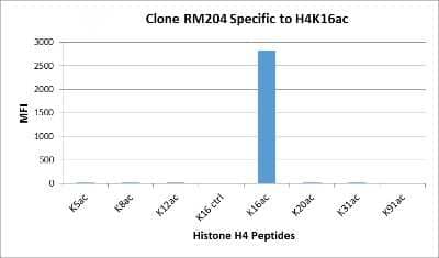 Multiplex Immunoassay: Histone H4 [ac Lys16] Antibody (RM204) [NBP2-61551] - NBP2-61551 specifically reacts to Histone H4 acetylated at Lysine 16 (K16ac). No cross reactivity with unmodified Lysine 16 (K16 ctrl), acetylated Lysine 5 (K5ac), Lysine 8 (K8ac), Lysine 12 (K12ac), Lysine 20 (K20ac), Lysine 31 (K31ac), or Lysine 91 (K91) in Histone H4.