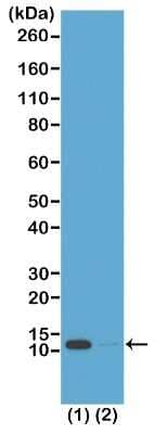 Western Blot: Histone H4 [ac Lys16] Antibody (RM204) [NBP2-61551] - Western Blot of acid extracts from: (1) HeLa cells treated with sodium butyrate; (2) HeLa cells untreated. Using NBP2-61551, showed a band of Histone H4 acetylated at Lysine 16 in HeLa cells.