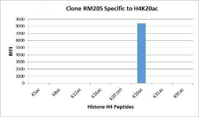 Multiplex Immunoassay: Histone H4 [ac Lys20] Antibody (RM205) [NBP2-61559] - NBP2-61559 specifically reacts to Histone H4 acetylated at Lysine 20 (K20ac). No cross reactivity with unmodified Lysine 20 (K20 ctrl), acetylated Lysine 5 (K5ac), Lysine 8 (K8ac), Lysine 12 (K12ac), Lysine 16 (K20ac), Lysine 31 (K31ac), or Lysine 91 (K91) in Histone H4.