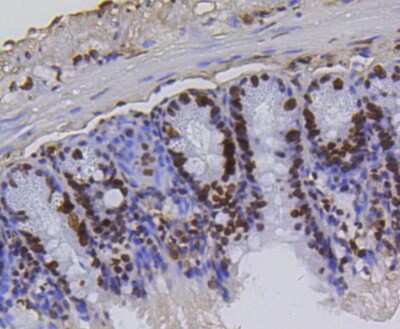 Immunohistochemistry-Paraffin: Histone H4 [ac Lys5] Antibody (SR31-07) [NBP2-67342] - Analysis of paraffin-embedded mouse colon tissue using anti-Histone H4(acetyl K5) antibody. Counter stained with hematoxylin.