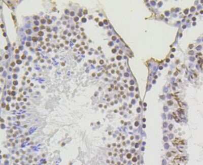 Immunohistochemistry-Paraffin: Histone H4 [ac Lys5] Antibody (SR31-07) [NBP2-67342] - Analysis of paraffin-embedded mouse testis tissue using anti-Histone H4(acetyl K5) antibody. Counter stained with hematoxylin.