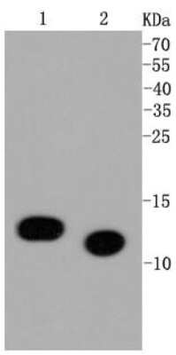 Western Blot: Histone H4 [ac Lys5] Antibody (SR31-07) [NBP2-67342] - Analysis of Histone H4(acetyl K5) on different cell lysates using anti-Histone H4(acetyl K5) antibody at 1/1,000 dilution. Positive control: Lane 1: CRC Lane 2: Hela