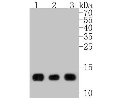 Western Blot: Histone H4 [ac Lys5] Antibody (SR31-07) [NBP2-67342] - Western blot analysis of Histone H4 on different lysates. Proteins were transferred to a PVDF membrane and blocked with 5% BSA in PBS for 1 hour at room temperature. The primary antibody (1/500) was used in 5% BSA at room temperature for 2 hours. Goat Ant