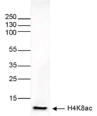 Western Blot: Histone H4 [ac Lys8] Antibody (C.15200217) [NBP2-59240] - Histone extracts (15 ug) from HeLa cells were analyzed using the antibody against H4K8ac diluted 1:1,000 in TBS-Tween containing 5% skimmed milk. The position of the protein of interest is indicated on the right; the marker (in kDa) is shown on the left.