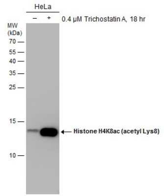 Western Blot: Histone H4 [ac Lys8] Antibody (GT478) [NBP3-13539] - Untreated (-) and treated (+) HeLa whole cell extracts (30 ug) were separated by 15% SDS-PAGE, and the membrane was blotted with Histone H4 (acetyl Lys8) antibody (NBP3-13539) diluted at 1:1000.