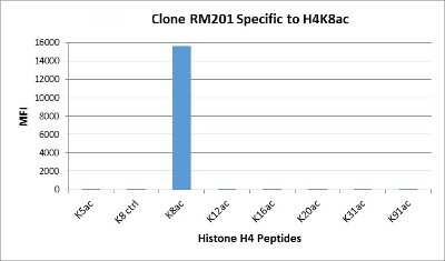 Multiplex Immunoassay: Histone H4 [ac Lys8] Antibody (RM201) [NBP2-61558] - NBP2-61558 specifically reacts to Histone H4 acetylated at Lysine 8 (K8ac). No cross reactivity with unmodified Lysine 8 (K8 ctrl), acetylated Lysine 5 (K5ac), Lysine 12 (K12ac), Lysine 16 (K16ac), Lysine 20 (K20ac), Lysine 31 (K31ac), or Lysine 91 (K91) in Histone H4.