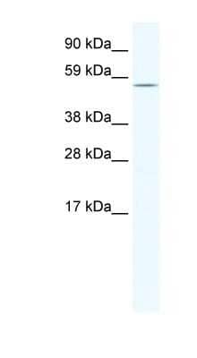 Western Blot: Homez Antibody [NBP1-80267] - NIH-3T3 cells lysate, concentration 1.25ug/ml.