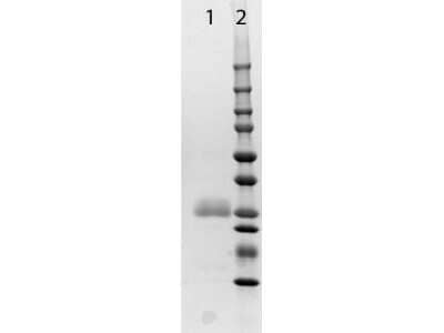 SDS-Page: Horse IgG, Fab2 Native Protein [NBP1-96781] - SDS-PAGE of Horse F(ab')2 Fragment. Lane 1: 1x Reduced, Horse F(ab')2 Fragment. Lane 2: Molecular Weight Ladder. 4-20% SDS-PAGE; Coomassie Stained.