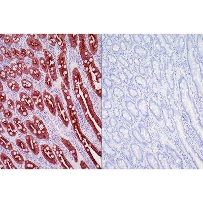 Immunohistochemistry: Horse anti-Mouse IgG ImmPRESS(TM) Secondary Antibody [HRP Polymer] [MP-6402-NB] - Left: Dog intestine stained with mouse antibody against multi-cytokeratin and detected with ImmPRESS VR HRP Anti-Mouse IgG and Vector NovaRED Substrate. Counterstained with Vector Hematoxylin QS. Right: No mouse primary antibody negative control section