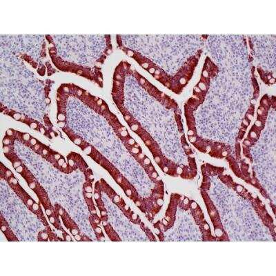 Immunohistochemistry: Horse anti-Mouse IgG ImmPRESS(TM) Secondary Antibody [HRP Polymer] [MP-6402-NB] - Dog intestine stained with mouse antibody against multi-cytokeratin and detected with ImmPRESS VR HRP Anti-Mouse IgG and Vector NovaRED Substrate. Counterstained with Vector Hematoxylin QS.