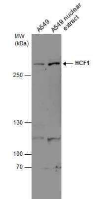 Western Blot: Host Cell Factor 1/HCFC1 Antibody [NBP2-16786] - A549 whole cell and nuclear extracts (30 ug) were separated by 5% SDS-PAGE, and the membrane was blotted with HCF1 antibody [N1], N-term diluted at 1:500. The HRP-conjugated anti-rabbit IgG antibody (NBP2-19301) was used to detect the primary antibody.