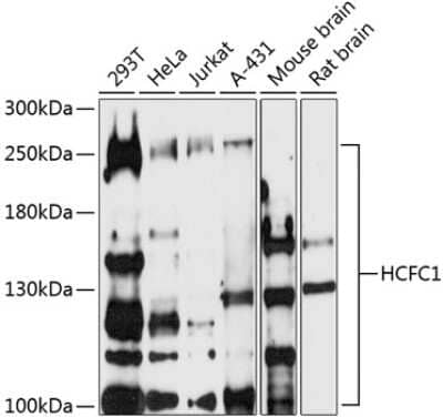 Western Blot: Host Cell Factor 1/HCFC1 Antibody [NBP3-03391] - Analysis of extracts of various cell lines, using Host Cell Factor 1/HCFC1 antibody at 1:500 dilution. Secondary antibody: HRP Goat Anti-Rabbit IgG (H+L) at 1:10000 dilution. Lysates/proteins: 25ug per lane. Blocking buffer: 3% nonfat dry milk in TBST.