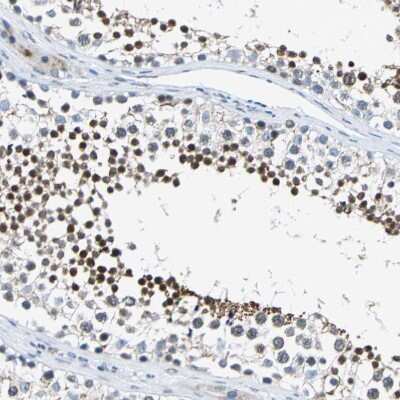 Immunohistochemistry-Paraffin: Host cell factor C2 Antibody [NBP1-92004] - Staining of human Testis shows strong nuclear positivity in spermatids.