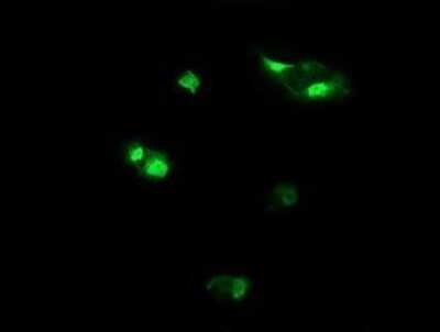 Immunocytochemistry/Immunofluorescence: Host cell factor C2 Antibody (OTI5H9) - Azide and BSA Free [NBP2-71862] - Analysis of COS7 cells transiently transfected by pCMV6-ENTRY Host cell factor C2.