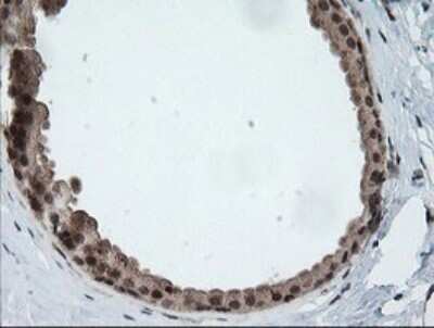 Immunohistochemistry: Host cell factor C2 Antibody (OTI5H9) - Azide and BSA Free [NBP2-71862] - Analysis of Human breast tissue.