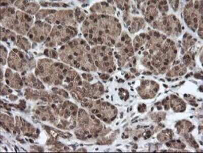 Immunohistochemistry: Host cell factor C2 Antibody (OTI5H9) - Azide and BSA Free [NBP2-71862] - Analysis of Human pancreas tissue.