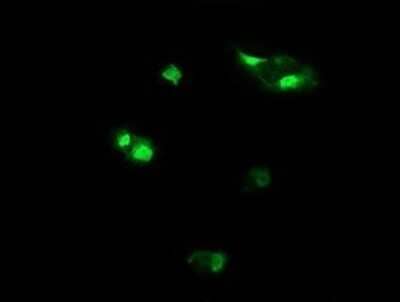 Immunofluorescence Host cell factor C2 Antibody (OTI5H9)