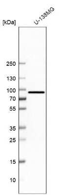 Western Blot Host cell factor C2 Antibody - BSA Free