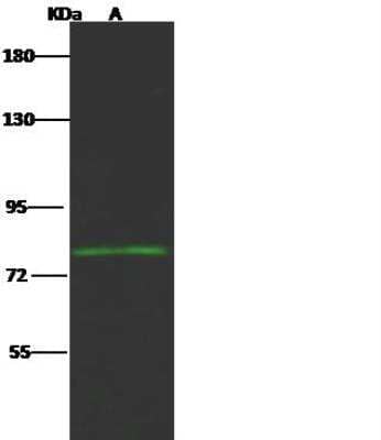 Western Blot: Host cell factor C2 Antibody [NBP2-99120] - Lane A: Jurkat Whole Cell LysateLysates/proteins at 30 ug per lane.SecondaryGoat Anti- Rabbit  IgG H&L (Dylight 800)  at 1/10000 dilution.Developed using the Odyssey technique. Performed under reducing conditions.Predicted band size:87 kDaObserved band size:80 kDa