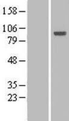 Western Blot Host cell factor C2 Overexpression Lysate