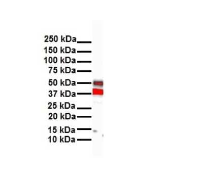 Western Blot: Hoxb3 Antibody [NBP3-10896] - Western blot analysis of Hoxb3 in Human heart. Antibody dilution at 1 ug/mL