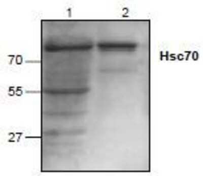 Western Blot: HSPA8/HSC71/Hsc70 Antibody [NB120-1427] - Analysis of Hsc70 expression in Jurkat cell lysate (Lane 1) and mouse small intestine tissue lysate (Lane 2).