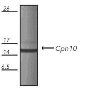 Western Blot: Hsp10 Antibody (M1.2) [NB120-13527] - Chlamydia-infected Human HeLa cell lysate.