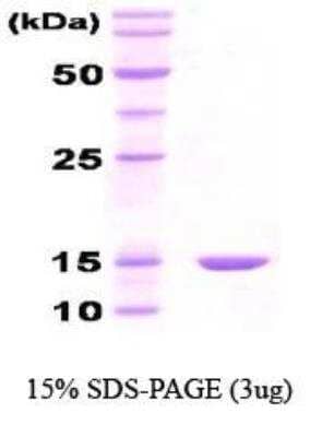 SDS-PAGE Recombinant E. coli HSP10/EPF Protein