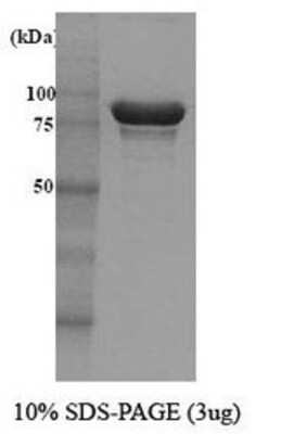 SDS-Page: Hsp104 Protein [NBC1-18363] - HSP104, 102kDa (908aa), confirmed by MALDI-TOF with a purity of 90% by SDS - PAGE