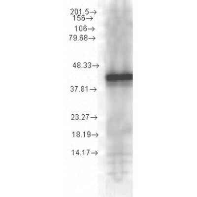 Western Blot: Hsp40/YDJ1 Antibody (1G10.H8) [NBP2-12879] - Western Blot analysis of Yeast Cell lysates showing detection of Hsp40 protein using Mouse Anti-Hsp40 Monoclonal Antibody, Clone 1G10.H8 (NBP2-12879). Load: 15 ug. Block: 1.5% BSA for 30 minutes at RT. Primary Antibody: Mouse Anti-Hsp40 Monoclonal Antibody (NBP2-12879) at 1:1000 for 2 hours at RT. Secondary Antibody: Sheep Anti-Mouse IgG: HRP for 1 hour at RT.