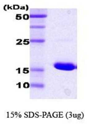 SDS-Page: Hsp70 Protein [NBC1-18356] - Dna K, 17.7kDa (163aa) with a purity of 95% by SDS - PAGE