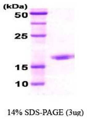 SDS-Page: Hsp70 Protein [NBC1-18360] - Dna K, 14.6kDa (132aa) with a purity of 95% by SDS - PAGE