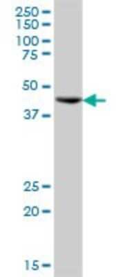 Western Blot: Hsp70 interacting protein HIP Antibody [H00006767-B01P] - Analysis of ST13 expression in human liver.