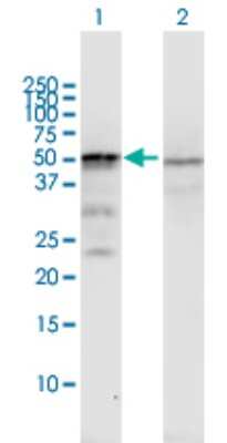 Western Blot: Hsp70 interacting protein HIP Antibody [H00006767-B01P] - Analysis of ST13 expression in transfected 293T cell line by ST13 polyclonal antibody.  Lane 1: ST13 transfected lysate(40.59 KDa). Lane 2: Non-transfected lysate.