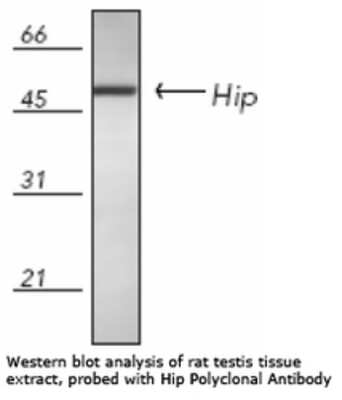 Western Blot: Hsp70 interacting protein HIP Antibody [NB120-13490] - analysis of rat testis tissue extract, probed with Hsp70 interacting protein HIP [NB120-13490] polyclonal antibody.