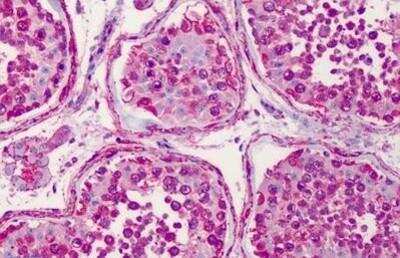 Immunohistochemistry-Paraffin: HSP90 alpha Antibody [NBP1-02459] -  Staining of human testis tissue after heat-induced antigen retrieval. Antibody concentration 2.5 ug/ml.