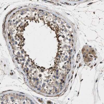 Immunohistochemistry-Paraffin: HspA12B Antibody [NBP1-88294] - Staining of human testis shows cytoplasmic positivity in cells in seminiferous ducts and Leydig cells.