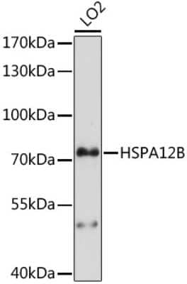 Western Blot: HspA12B Antibody [NBP3-05107] - Analysis of extracts of LO2 cells, using HspA12B antibody at 1:1000 dilution. Secondary antibody: HRP Goat Anti-Rabbit IgG (H+L) at 1:10000 dilution. Lysates/proteins: 25ug per lane. Blocking buffer: 3% nonfat dry milk in TBST. Detection: ECL Basic Kit .