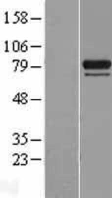 Western Blot: HspA12B Overexpression Lysate (Adult Normal) [NBL1-11747] Left-Empty vector transfected control cell lysate (HEK293 cell lysate); Right -Over-expression Lysate for HspA12B.