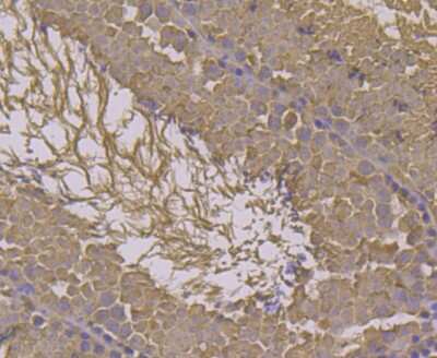 Immunohistochemistry-Paraffin: HspA1L Antibody (7D1) [NBP2-75530] - Analysis of paraffin-embedded mouse testis tissue using anti-HSPA1L antibody. Counter stained with hematoxylin.