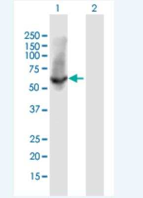 Western Blot: HspA1L Antibody [H00003305-B01P-50ug] - Analysis of HSPA1L expression in transfected 293T cell line (H00003305-T01) by HSPA1L MaxPab polyclonal antibody.  Lane 1: HSPA1L transfected lysate(70.51 KDa). Lane 2: Non-transfected lysate.