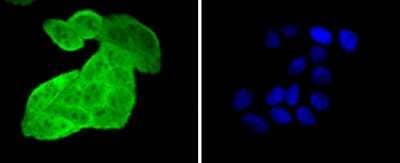 Immunocytochemistry/Immunofluorescence: HspA4 Antibody (SD0861) [NBP2-67817] - Staining HSPA4 in Hela cells (green). The nuclear counter stain is DAPI (blue). Cells were fixed in paraformaldehyde, permeabilised with 0.25% Triton X100/PBS.