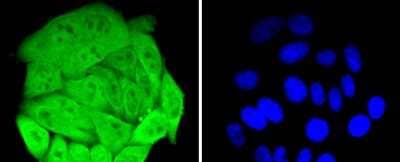 Immunocytochemistry/Immunofluorescence: HspA4 Antibody (SD0861) [NBP2-67817] - Staining HSPA4 in HepG2 cells (green). The nuclear counter stain is DAPI (blue). Cells were fixed in paraformaldehyde, permeabilised with 0.25% Triton X100/PBS.