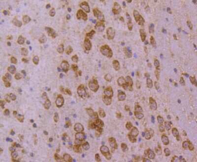 Immunohistochemistry-Paraffin: HspA4 Antibody (SD0861) [NBP2-67817] - Analysis of paraffin-embedded mouse brain tissue using anti-HSPA4 antibody. Counter stained with hematoxylin.